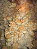 Crystal_Cave_060.jpg